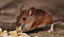 24 Hour & Emergency Exterminators in Rohrersville, MD